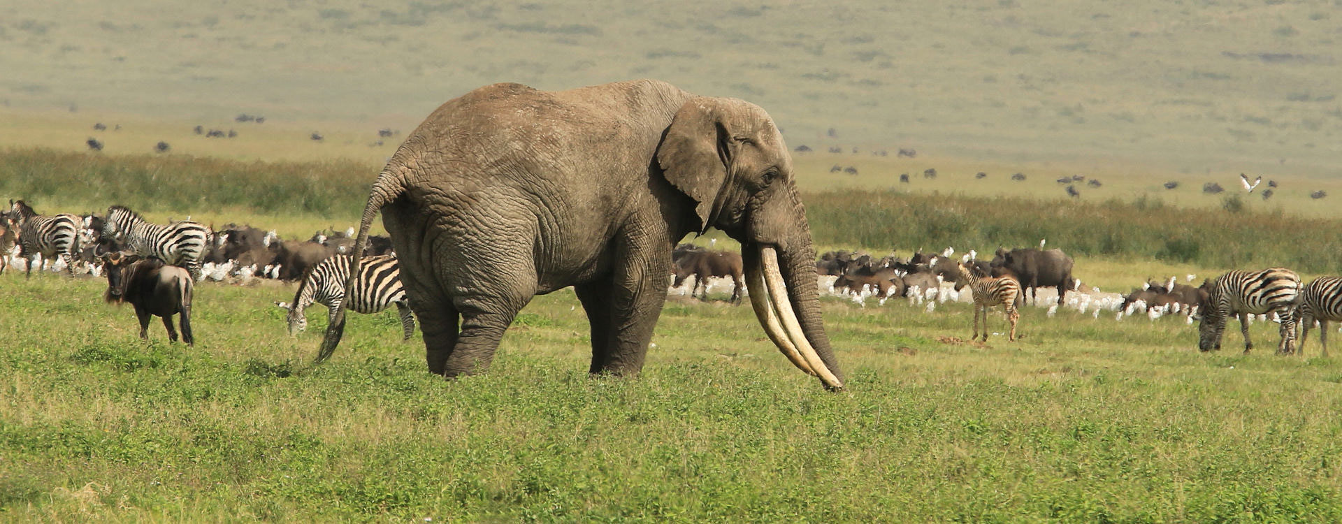 ngorongoro crater banner