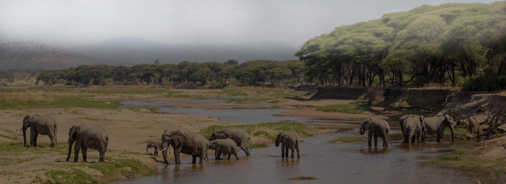 ruaha national park banner