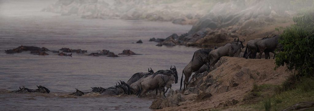 safari serengeti africa