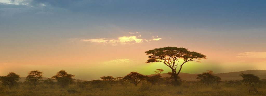 serengeti day trip banner