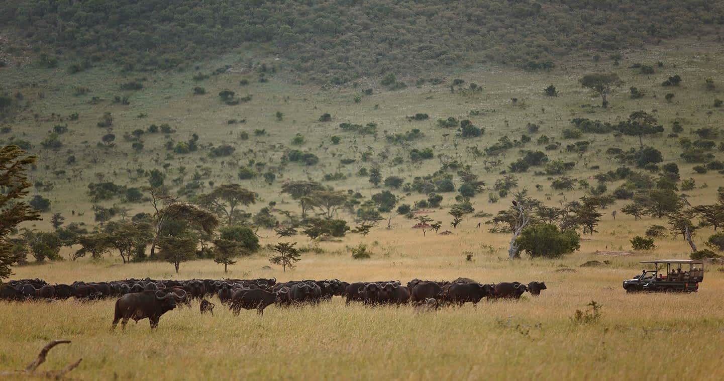 serengeti lobo area