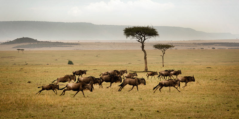 serengeti mwanza