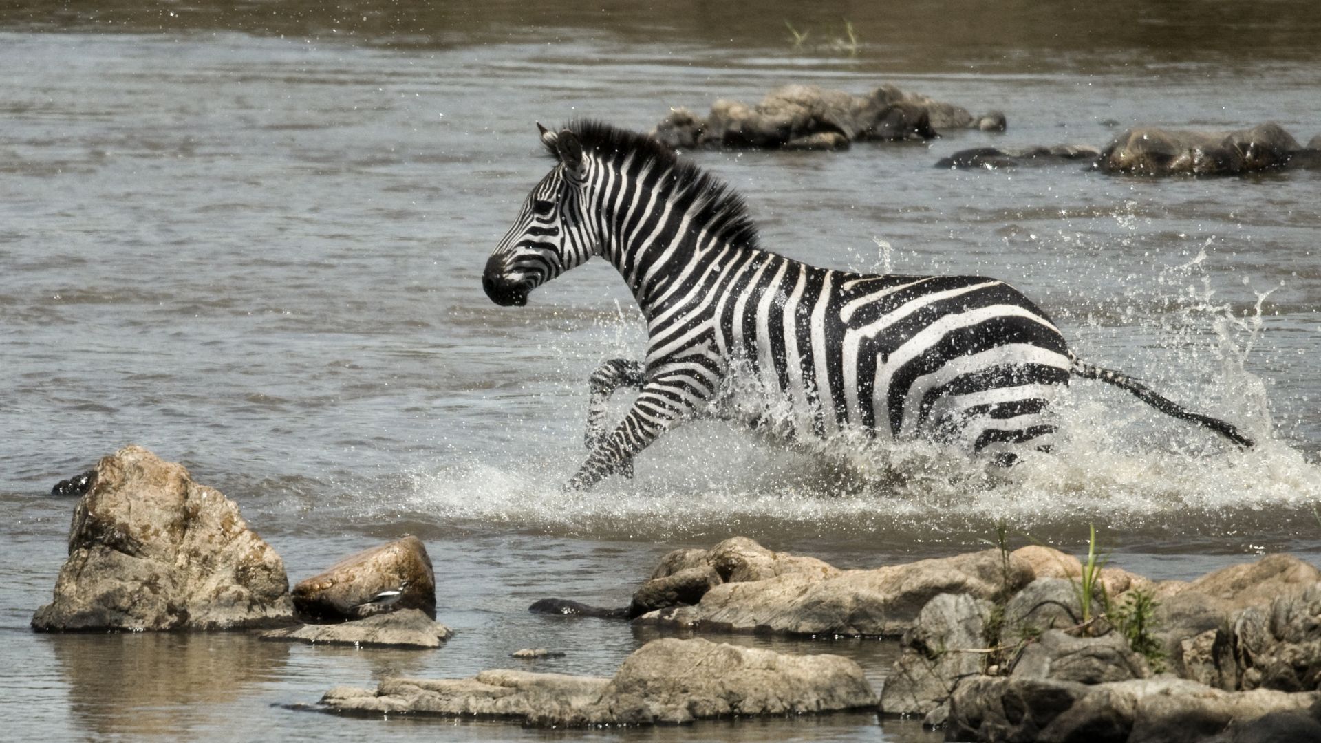 serengeti national park lake victoria