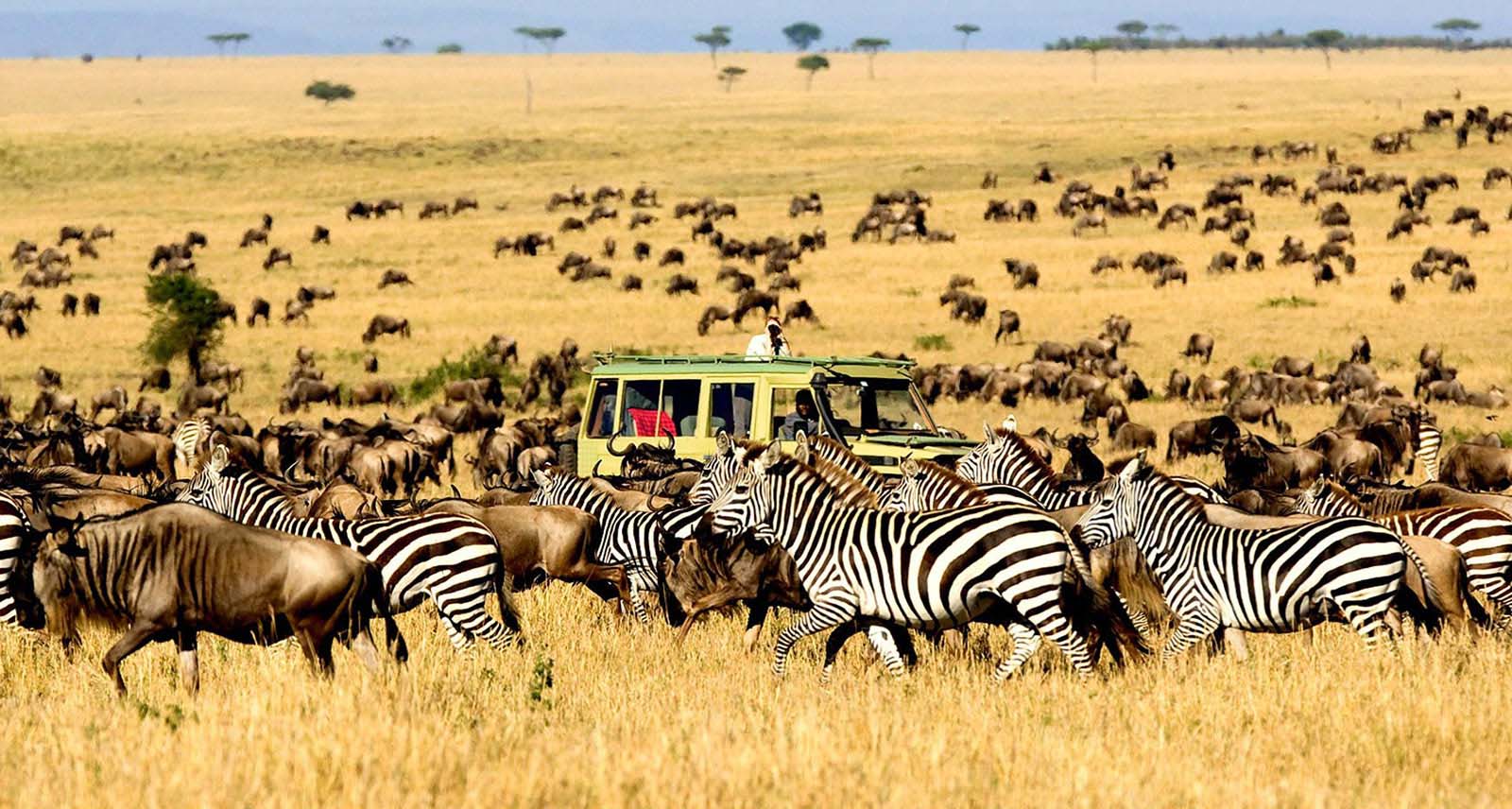 serengeti plains