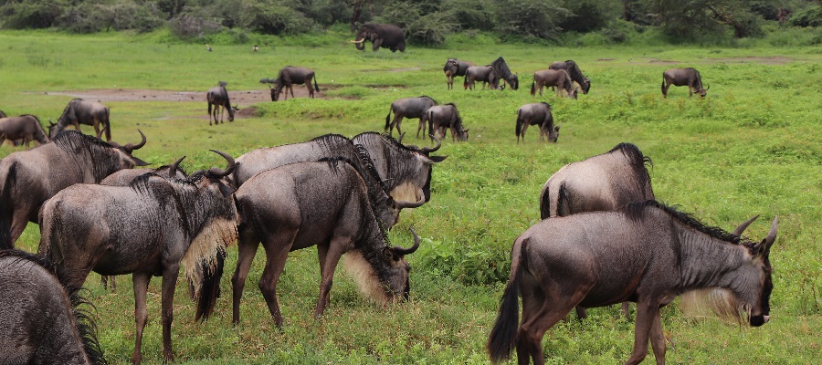 serengeti safari for wildbeest migration