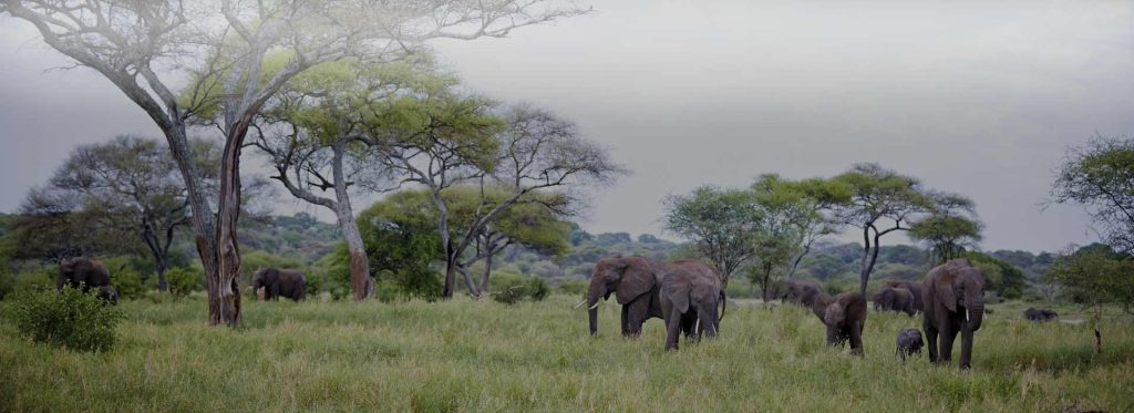 tarangire national park banner