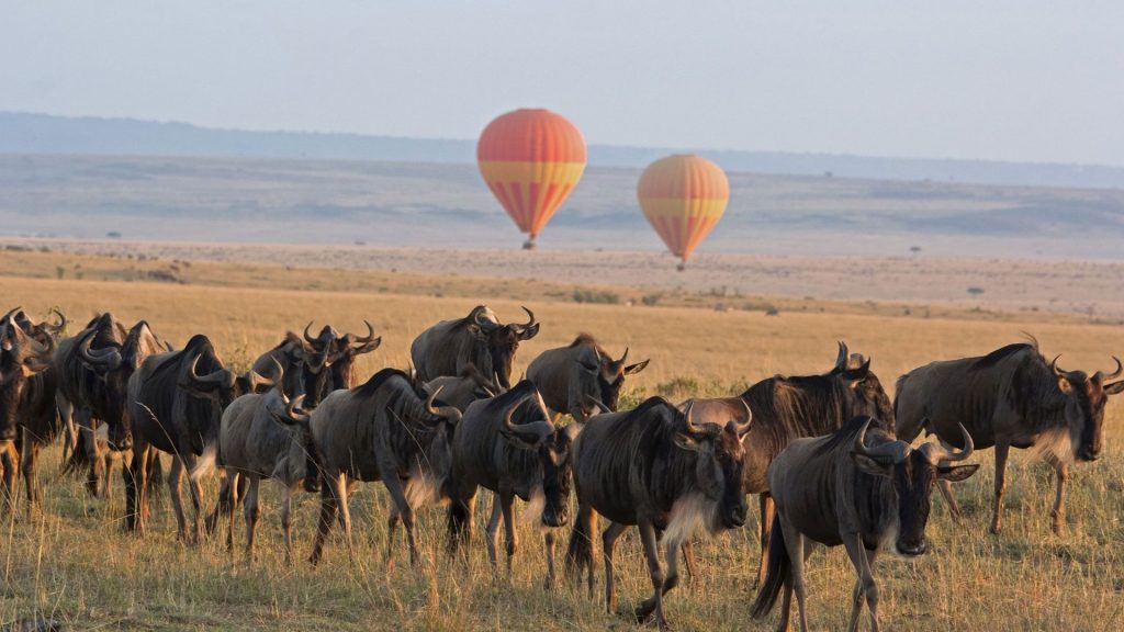 widebest migration