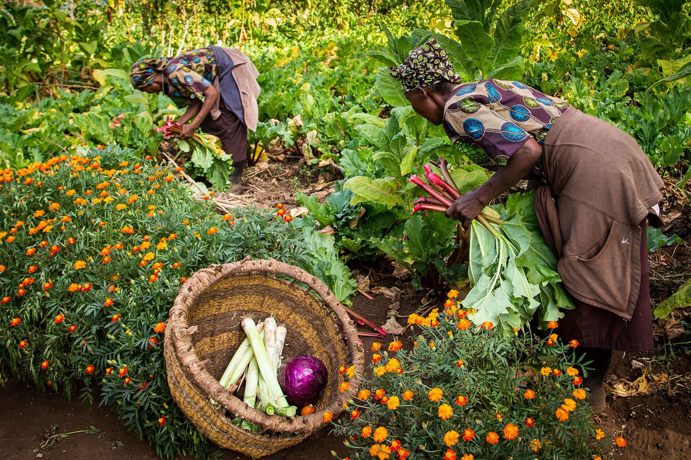 Gibbs Farm harvest