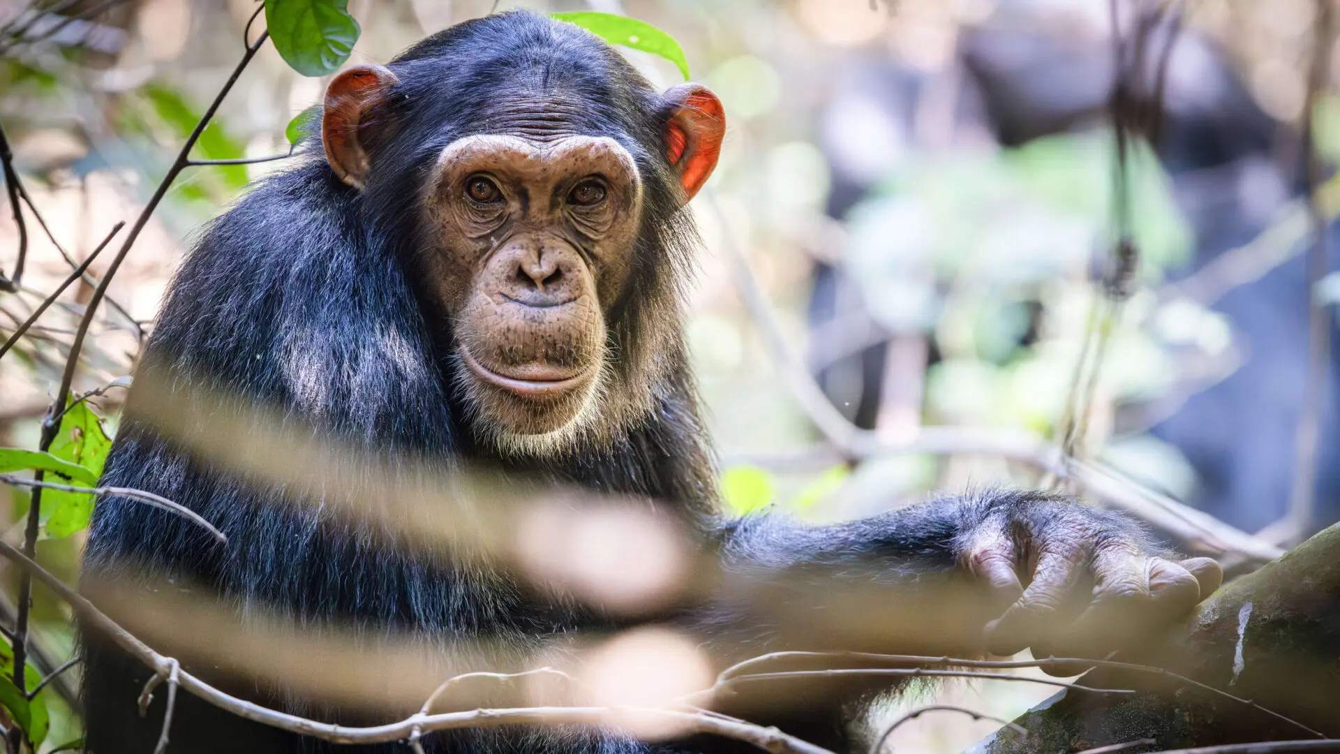 chimpanzee rubondo island tanzania x jpg