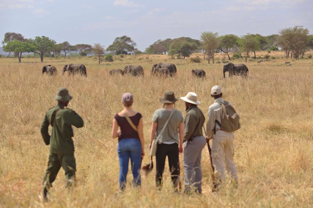 elephants spotted close