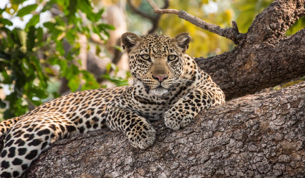 leopard