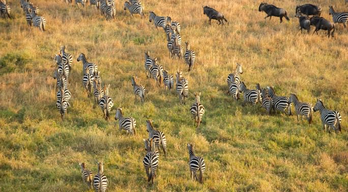 serengetiballoonsafaris